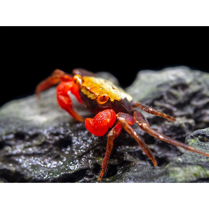 Rainbow Vampire Crab (Geosesarma golden)