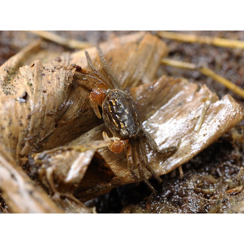 Red Clawed Crab (Perisesarma bidens)
