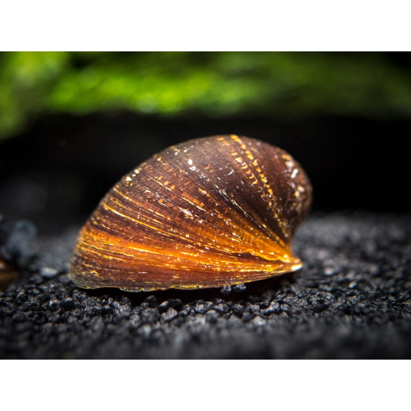 Red Lip Nerite Snail (Neritina violacea)
