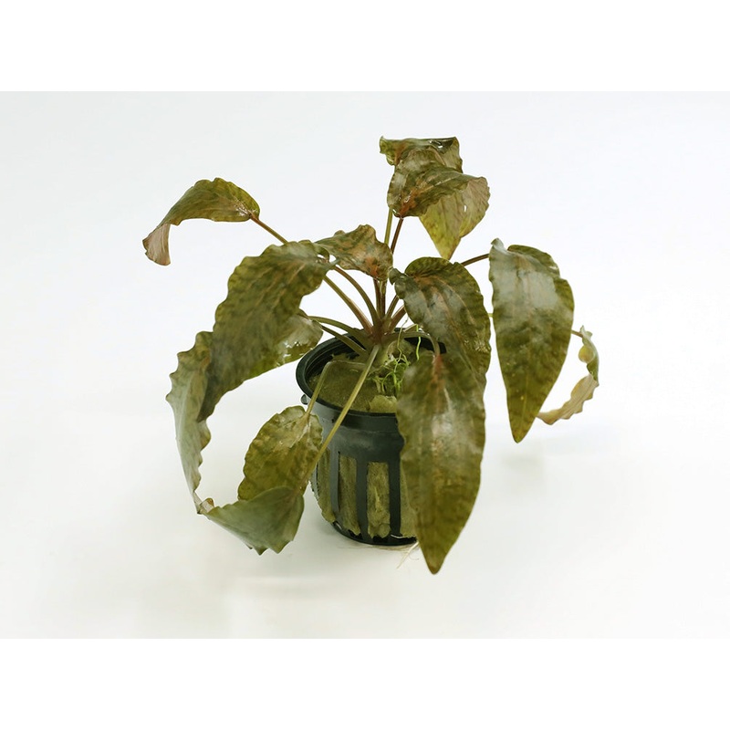 Rosen Maiden Crypt.  (Cryptocoryne nurii 'Rosen Maiden') Potted