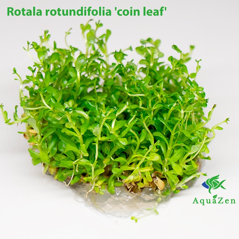 Rotala 'Coin Leaf' (Rotala rotundifolia 'coin leaf') Tissue Culture