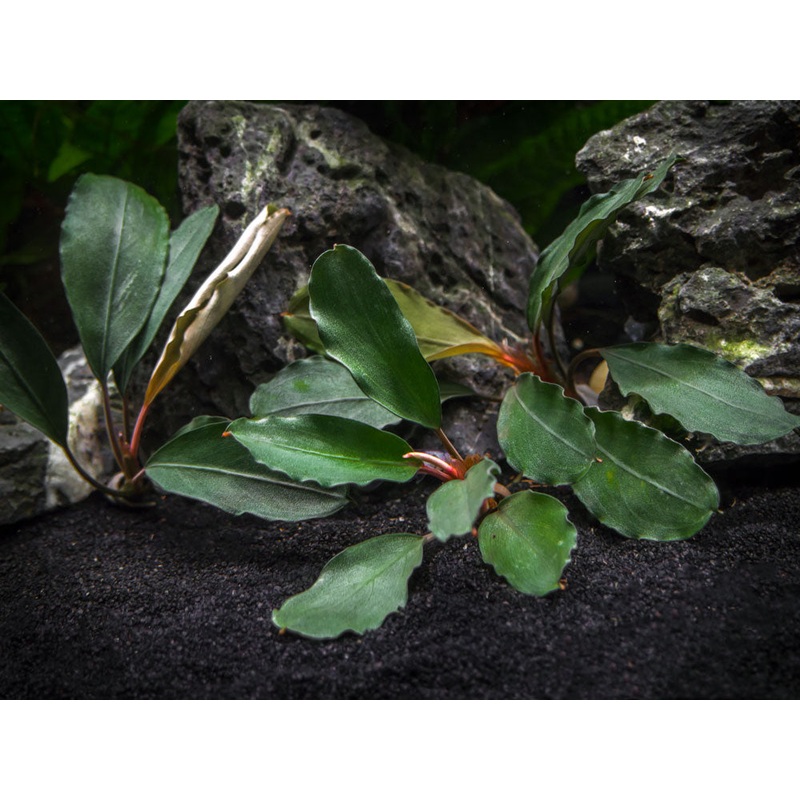 Theia Green Buce Plant (Bucephalandra sp. "Theia Green")
