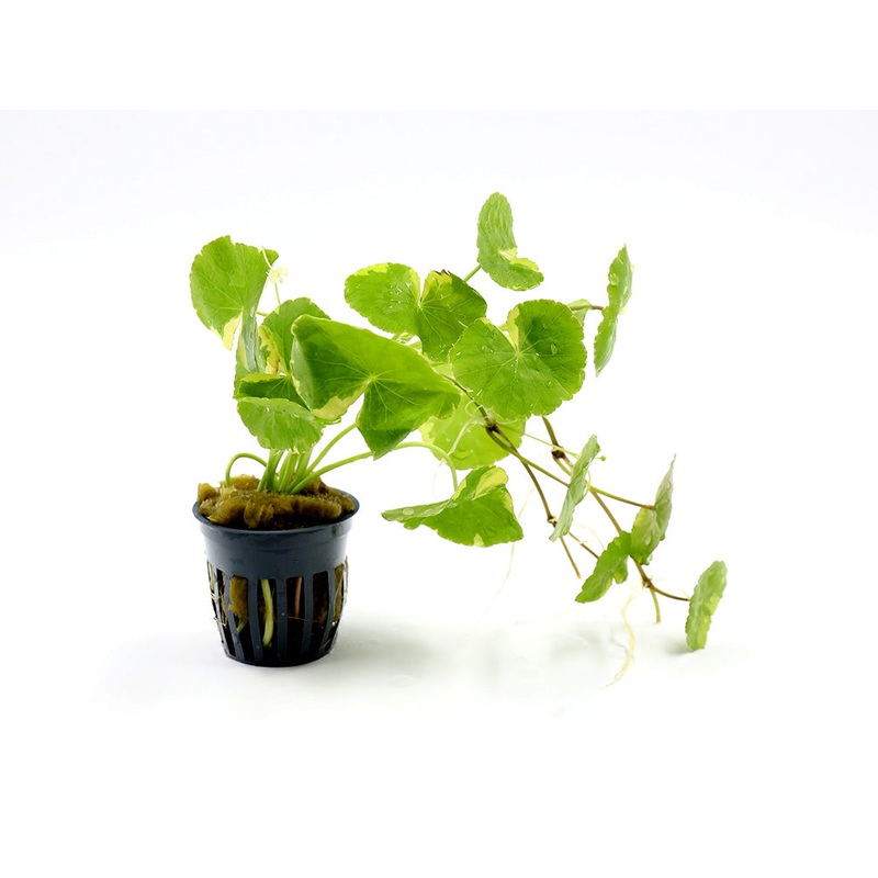 Variegated Pennywort (Hydrocotyle leucocephala "Variegated")