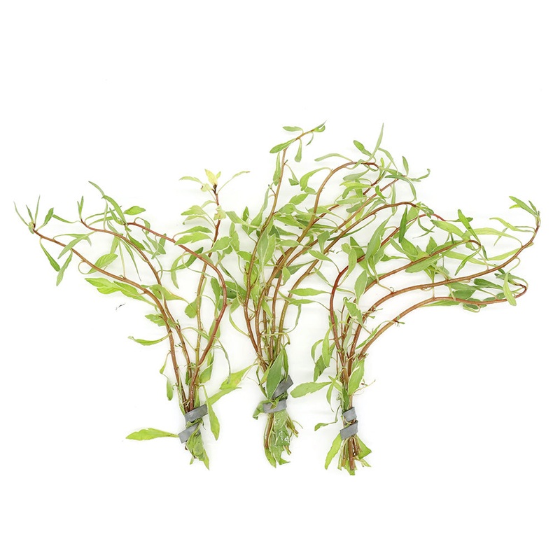 White Ludwigia (Ludwigia inclinata var. 'White') - Bunch