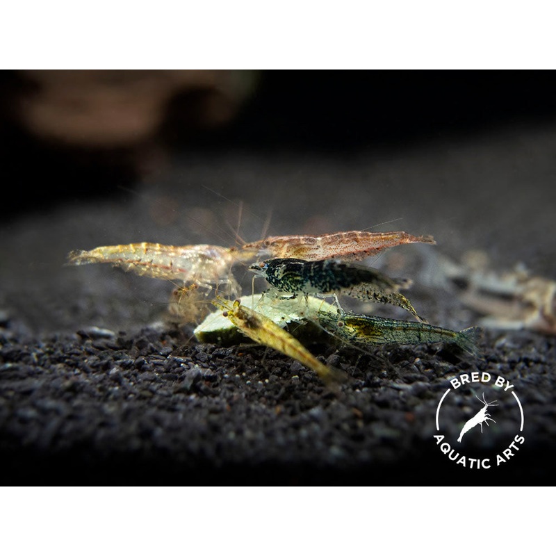 Wild Form Shrimp (Neocaridina davidi), BREDBY: Aquatic Arts