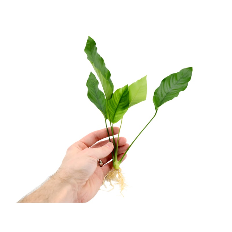 Anubias barteri 'Crispus' (Anubias sp.)
