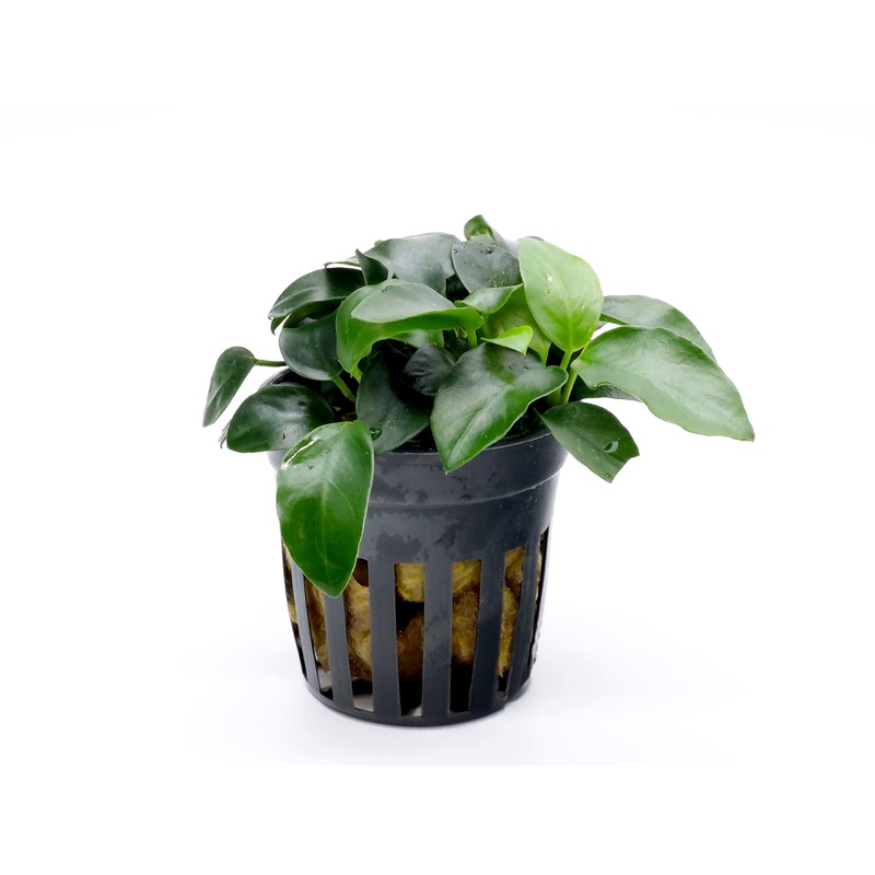 Anubias Bonsai (Anubias barteri var. nana "Bonsai")