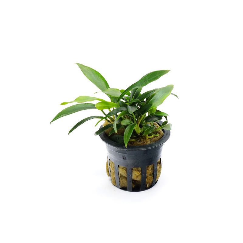 Anubias Chili Jalapeo (Anubias barteri 'Chili Jalapeo')