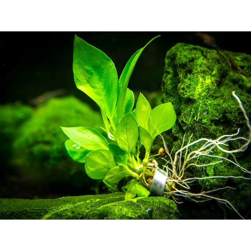 Anubias Nangi (Anubias barteri "Nana" x Anubias gilletii)