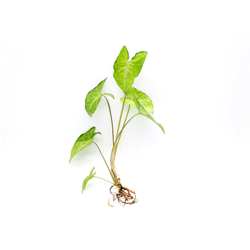 Arrowhead Vine (Syngonium podophyllum)