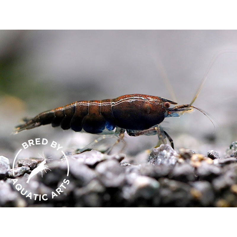 Assorted Chocolate Shrimp (Neocaridina davidi)  BREDBY: Aquatic Arts