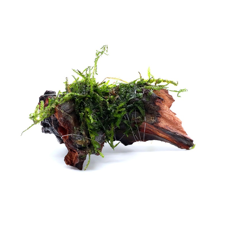 Assorted Moss on 2 inch Driftwood, Aquatic Arts Grown