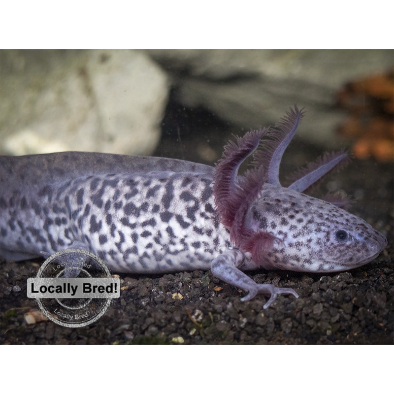 Axanthic Axolotl (Ambystoma mexicanum), Locally-Bred