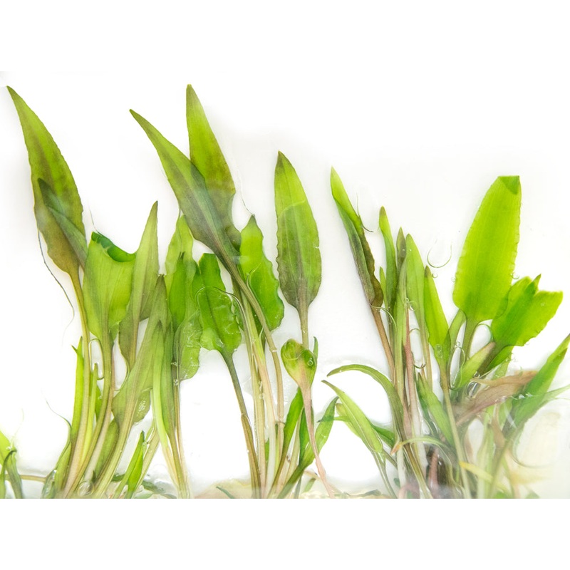Beckett's Water Trumpet (Cryptocoryne becketti) Tissue Culture