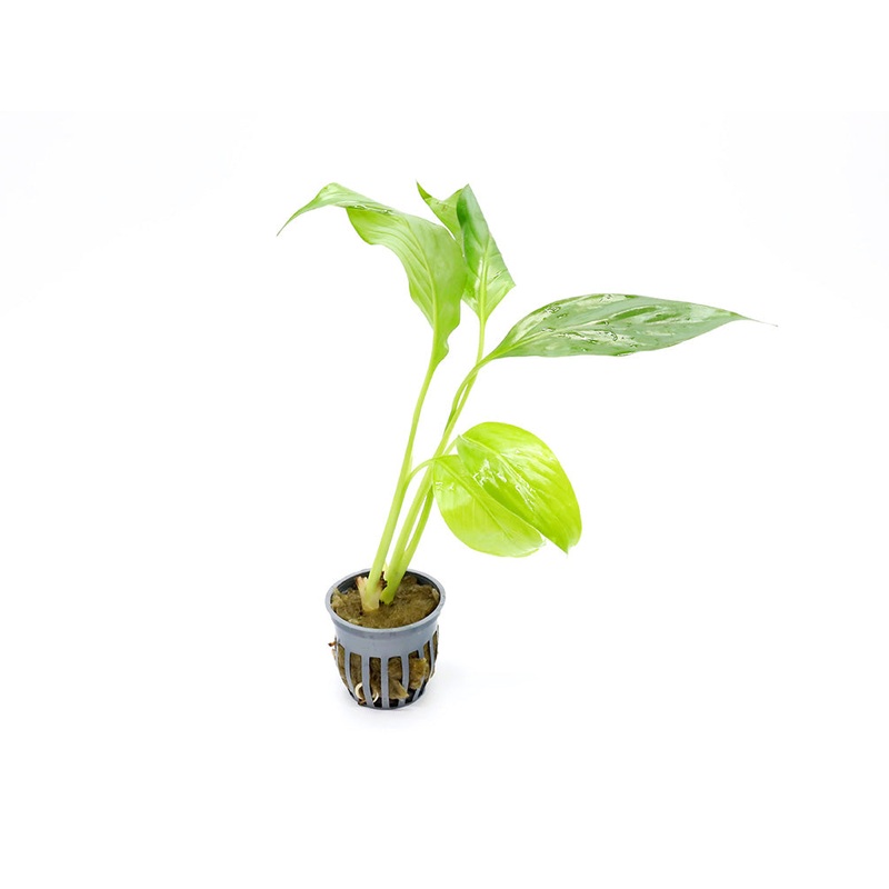 Brazilian Sword (Spathiphyllum sp.)