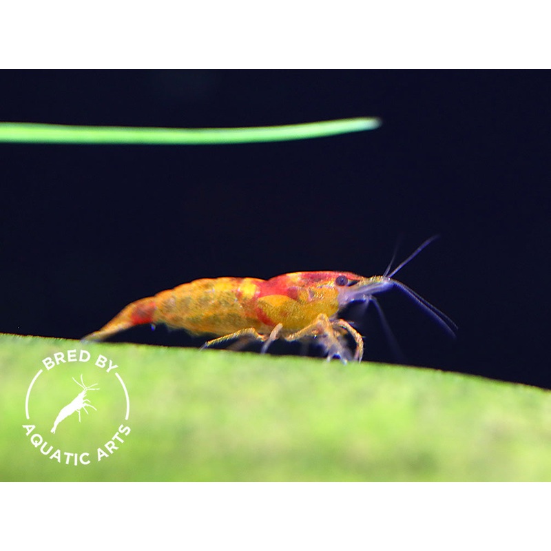 Calico Sunkist Shrimp (Neocaridina davidi)  Bred by Aquatic Arts