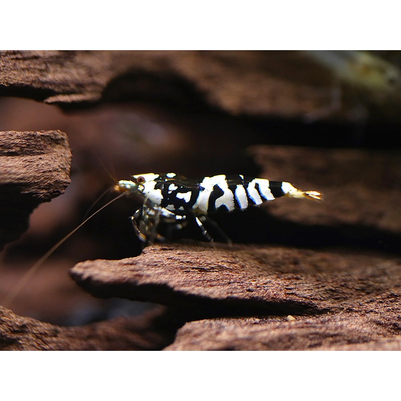 Fancy Black Tiger Shrimp (Caridina sp. Black Tiger)  SS Grade
