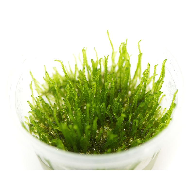 Flame Moss (Taxiphyllum sp. Flame) Tissue Culture