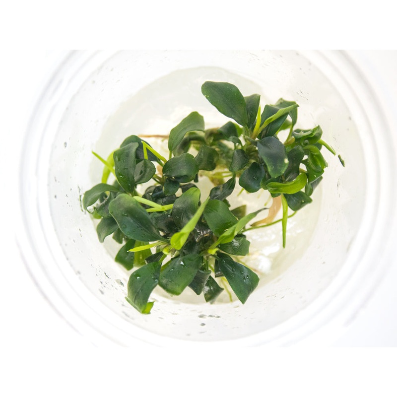Green Wavy Buce Plant (Bucephalandra sp. "Green Wavy") Tissue Culture