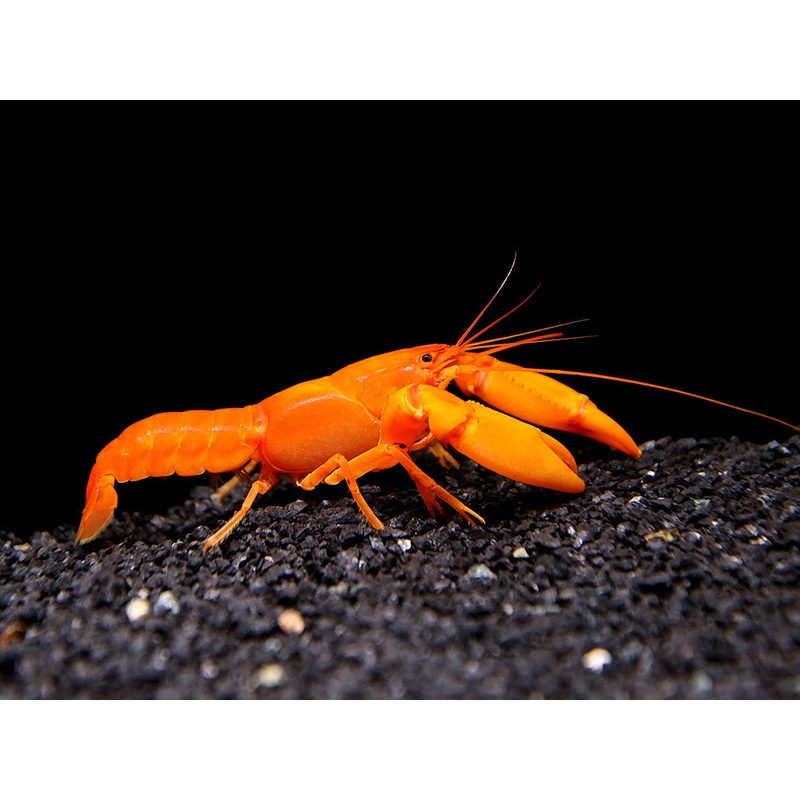 Irianto Red Crayfish (Cherax snowden)