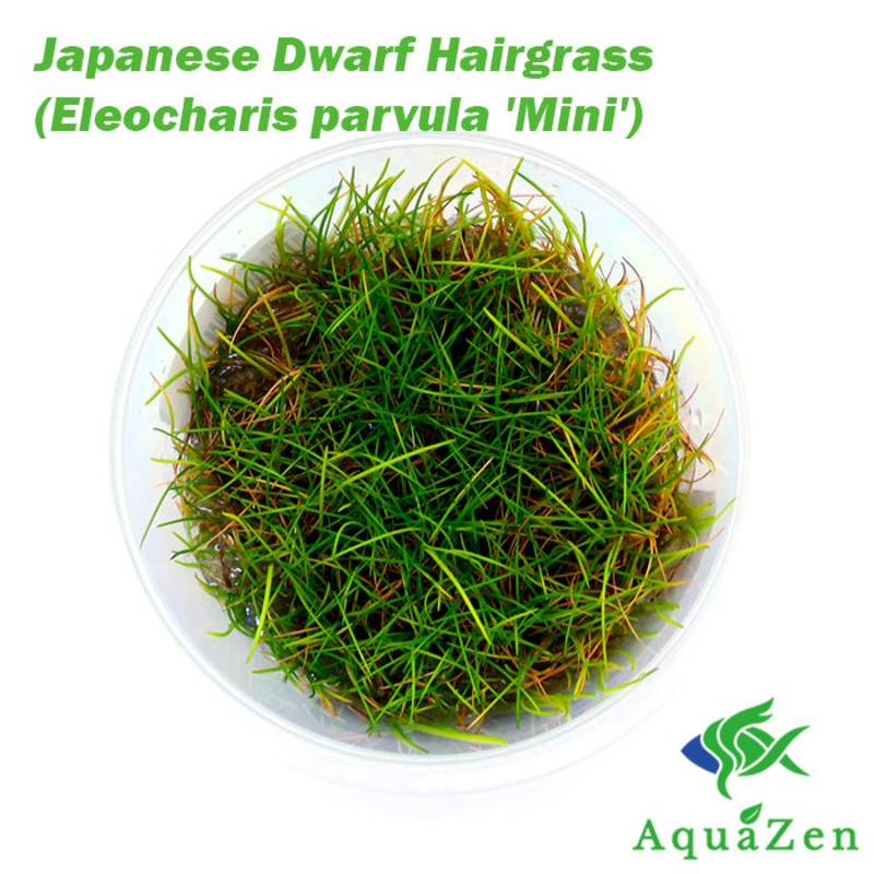 Japanese Dwarf Hairgrass (Eleocharis parvula 'Mini') - Tissue Culture