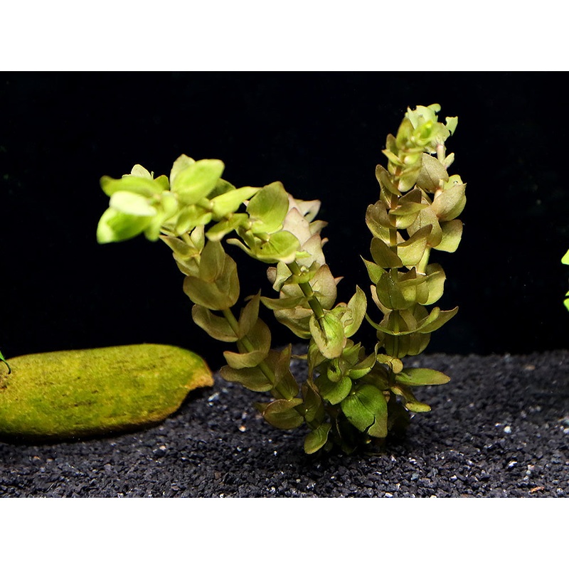 Lemon Bacopa (Bacopa caroliniana)