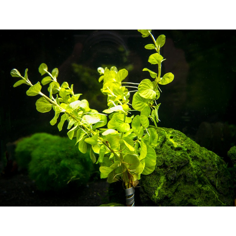 Lloydiella AKA Creeping Jenny (Lysimachia nummularia), bunch