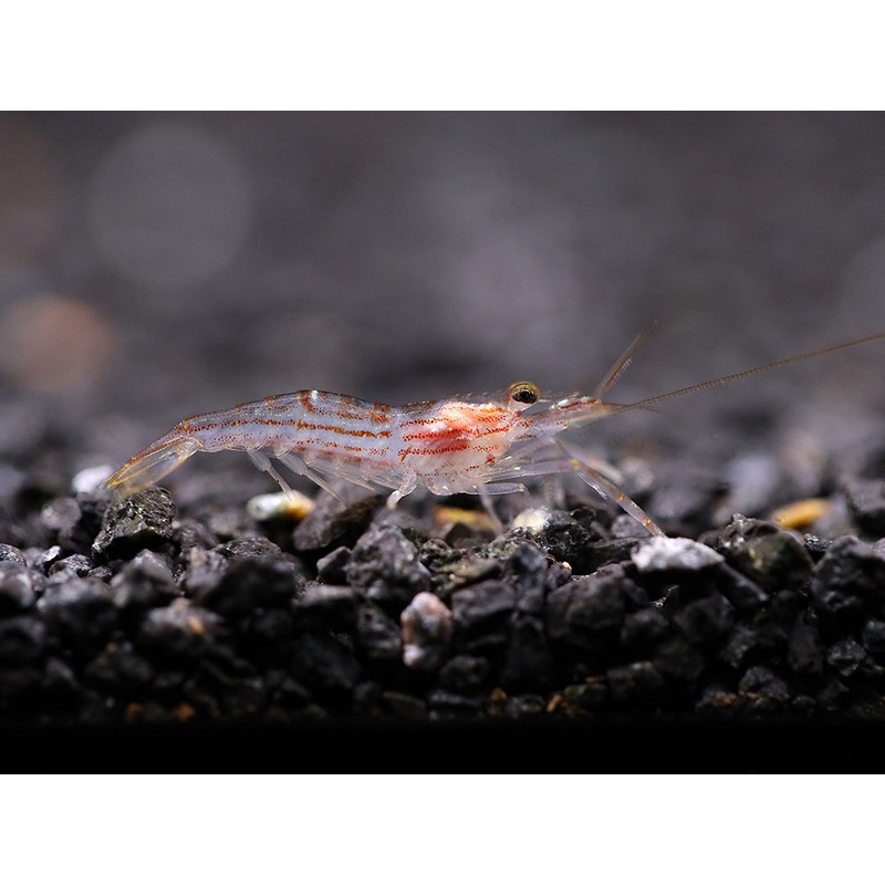 Lollipop Prawn (Macrobrachium gracilirostre)