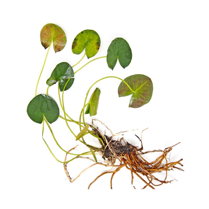 Madame Wilfron Gonnere Hardy Lily (Nymphaea sp.) plant with bulb
