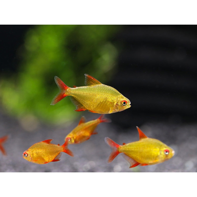 Muzel Red Cherry Tetra (Hyphessobrycon sp. 'Muzel Red Cherry')  Tank-Bred