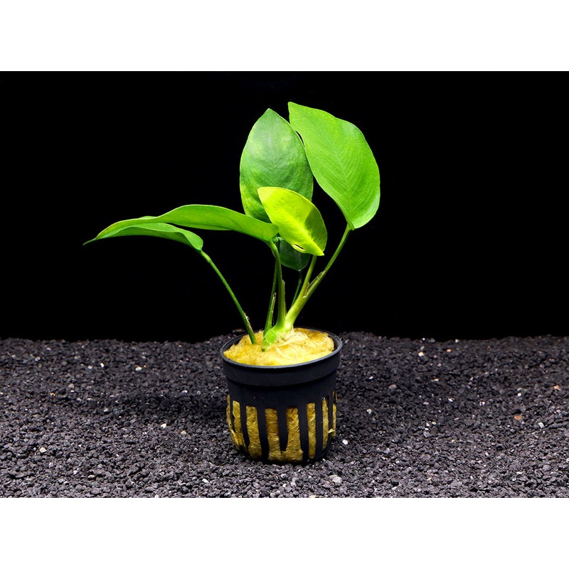 Nana Anubias Tropica (Anubias barteri var. nana 'Tropica')