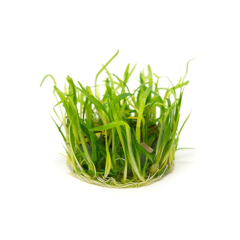 Narrowleaf Sagittaria AKA Dwarf Arrowhead (Sagittaria subulata) Tissue Culture