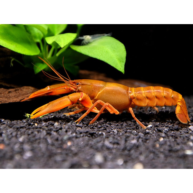 Papuan Orange Tip Crayfish (Cherax snowden)