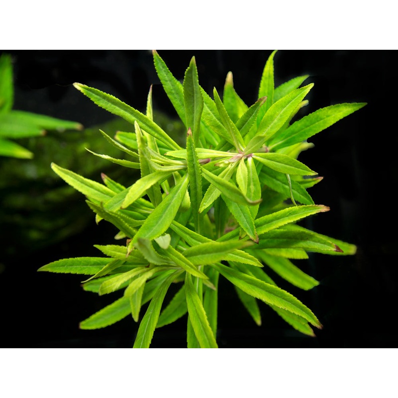 Pogostemon stellatus, Bunch