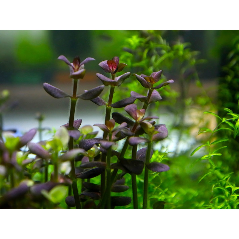 Purple Bacopa (Bacopa salzamanii) - Bunched