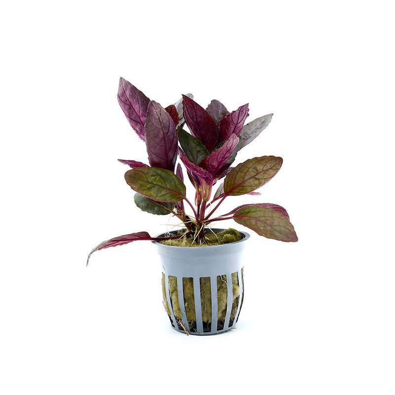 Purple Waffle Plant (Hemigraphis alternata)