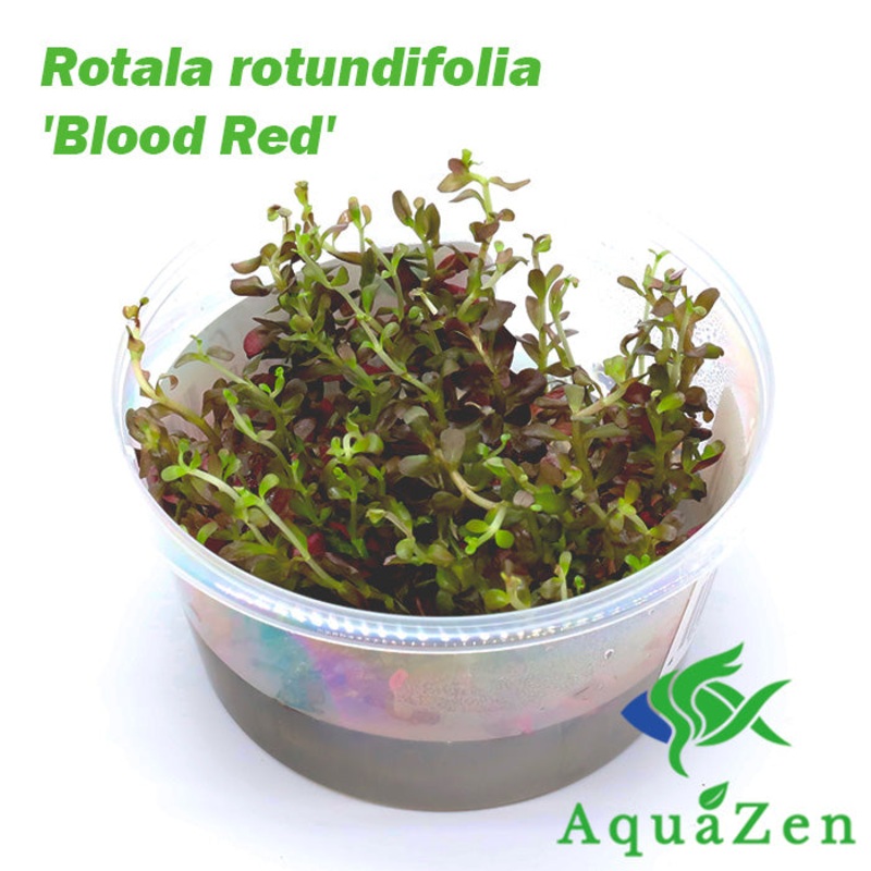 Rotala rotundifolia 'Blood Red' - Tissue Culture