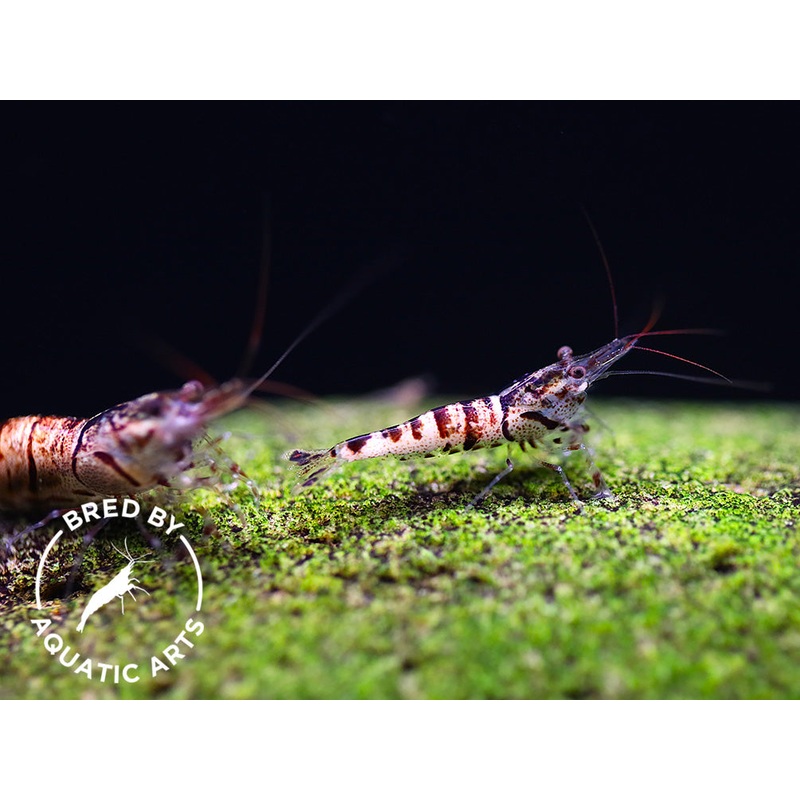 Snow Zebra Sulawesi Shrimp (Caridina sp) - Bred by Aquatic Arts