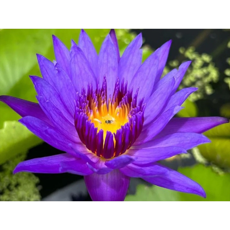 Tropical Water Lily - Nymphaea Emerald (Blue)  Tuber