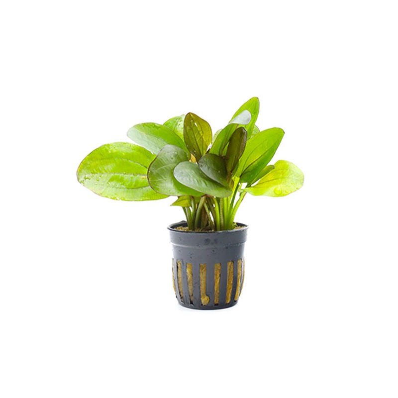 Variegated Sword Plant (Echinodorus horizontalis Variegated)