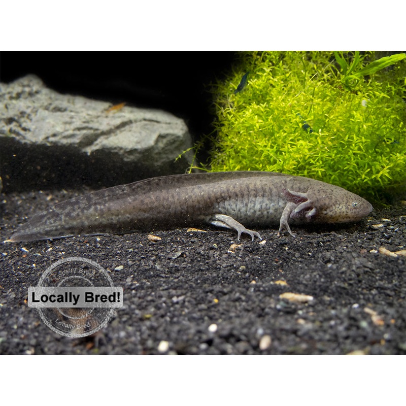Wild Type Axolotl (Ambystoma mexicanum), Locally Bred