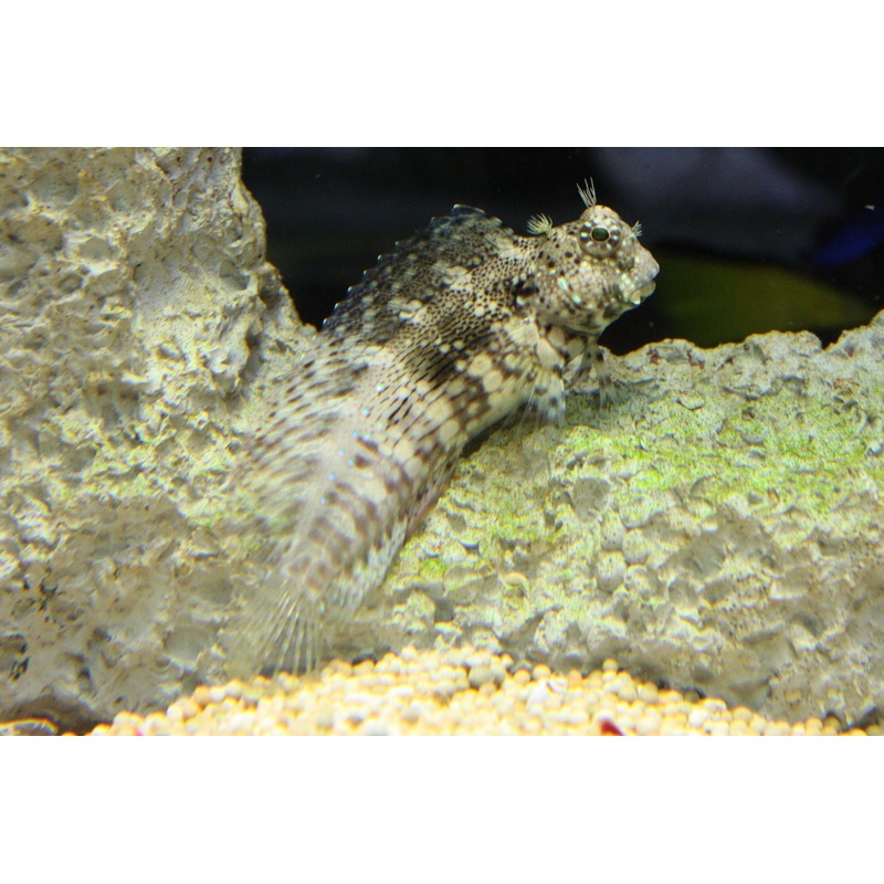 Algae Blenny