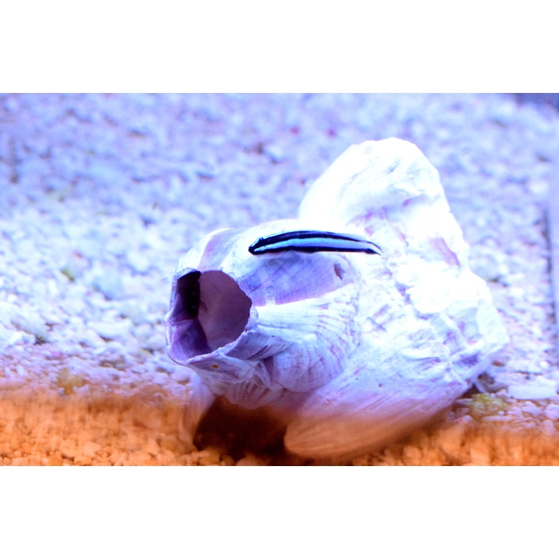 Blue Line Neon Goby