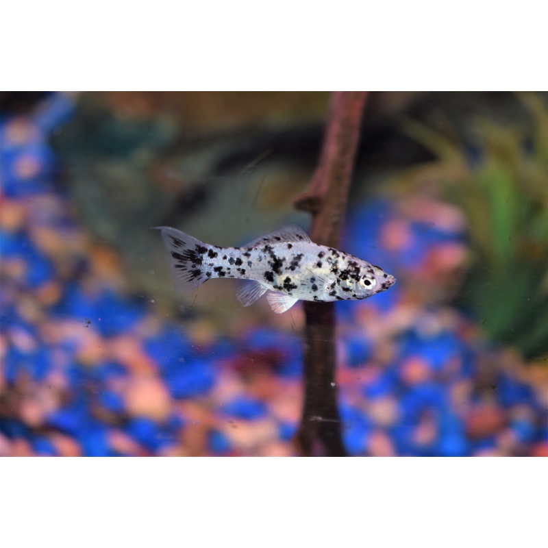 Dalmatian Lyretail Molly