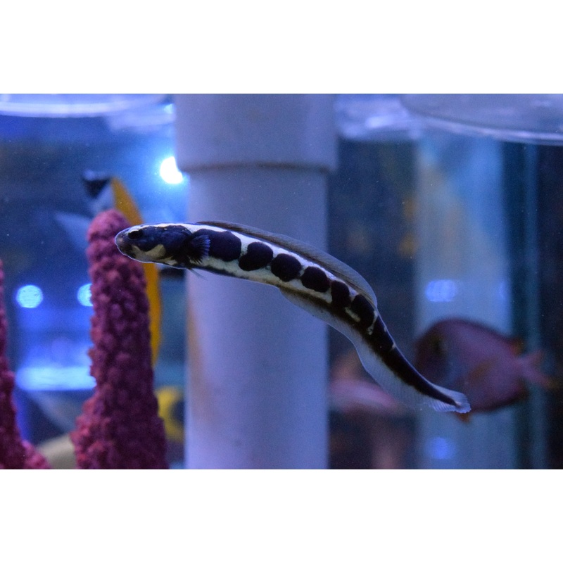 Engineer Eel Goby