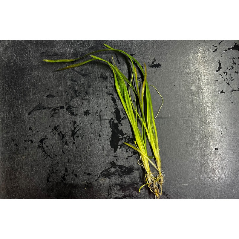 Italian Vallisneria