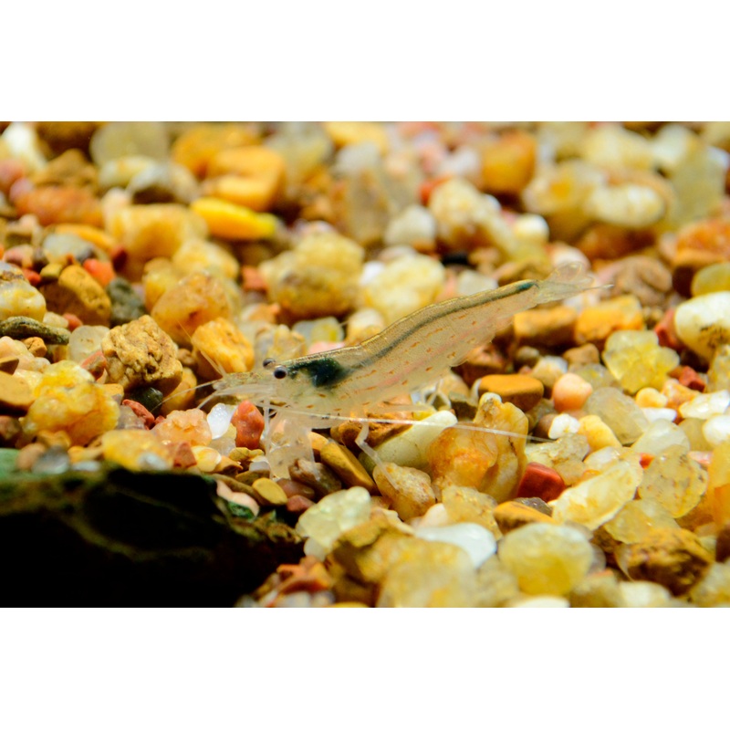Japonica Shrimp - Takashi Amano