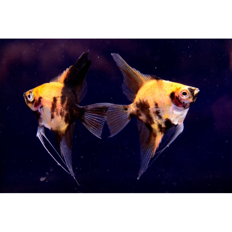 Koi Angel