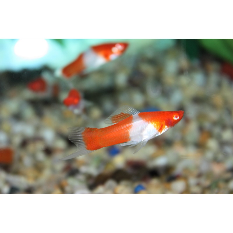 Koi Swordtail