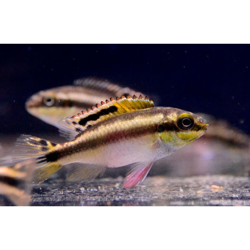 Kribensis Cichlid